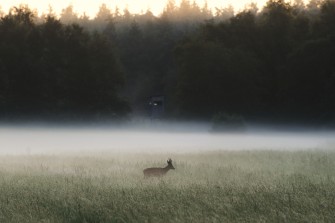 Die 12 besten Rehbock-Blatter im Praxistest