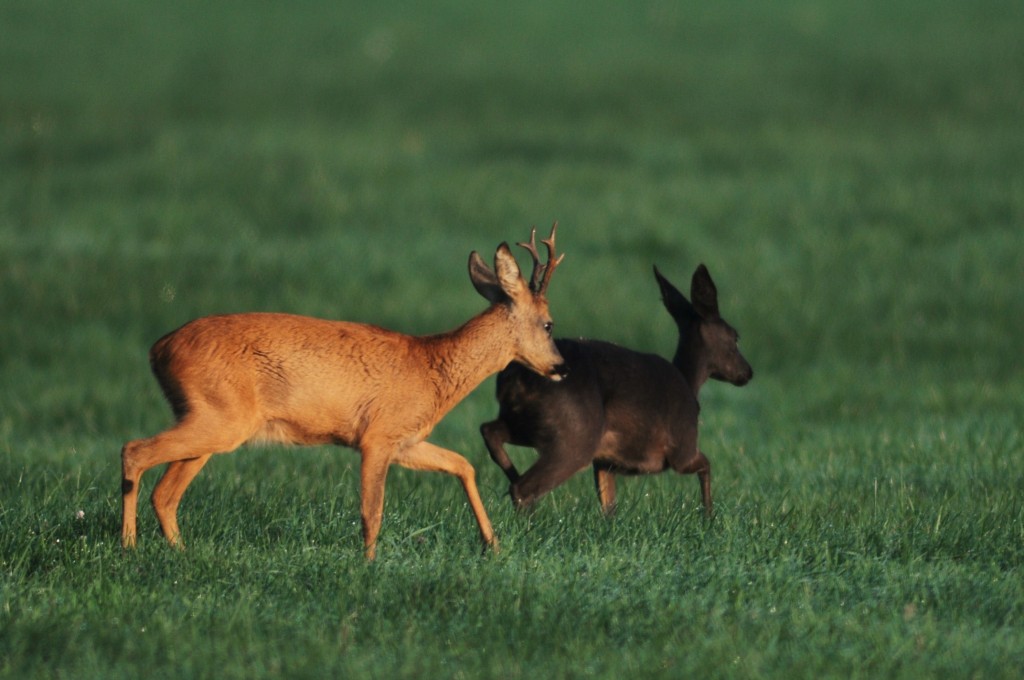 Rehbock jaegermagazin blattzeit rehbock ricke blatten jagd Burkhard Winsmann Steins