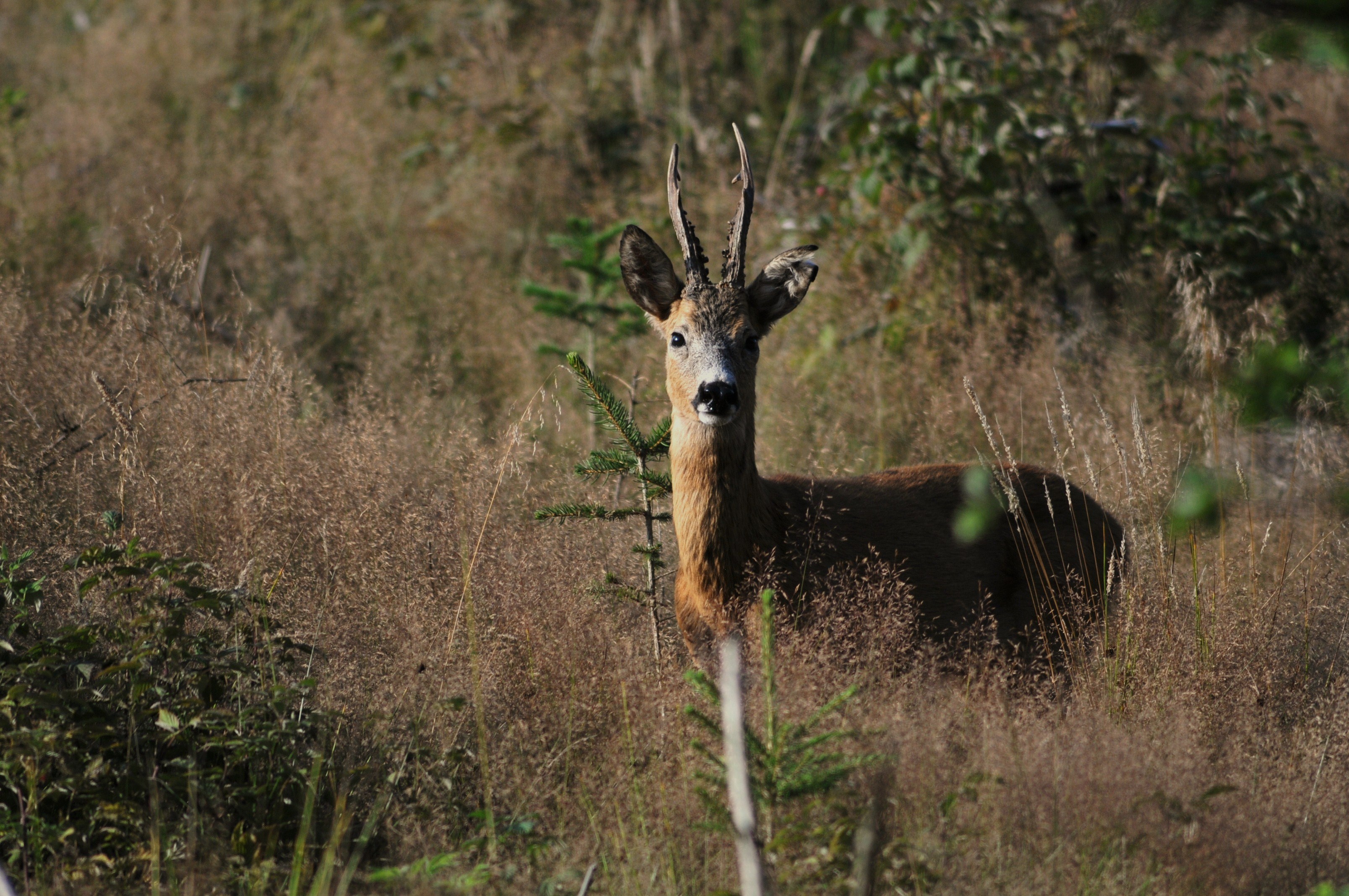 Rehbock Pfingstböcke jaegermagazin blattzeit rehbock ricke blatten jagd Burkhard Winsmann Steins