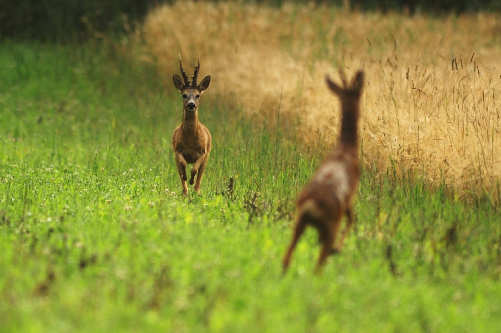 Rehbock jaegermagazin blattzeit rehbock ricke blatten jagd Burkhard Winsmann Steins