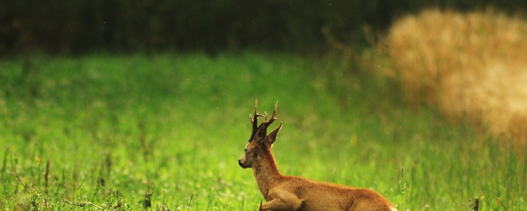 Bockjagd – Die beste Uhrzeit für die Bockerlegung