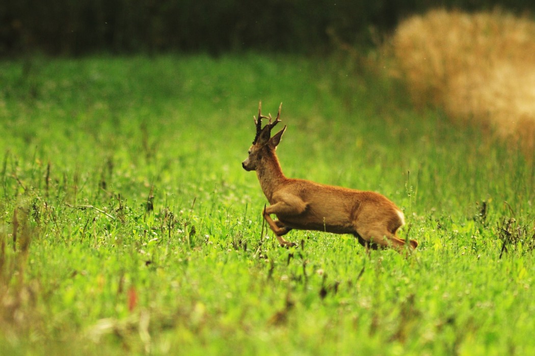 Rehbock jaegermagazin blattzeit rehbock ricke blatten jagd Burkhard Winsmann Steins
