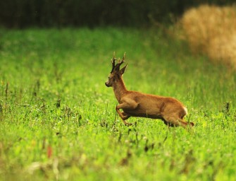 Bockjagd – Die beste Uhrzeit für die Bockerlegung