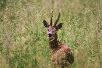 Blattzeit – Erfolgreich auf den Rehbock jagen