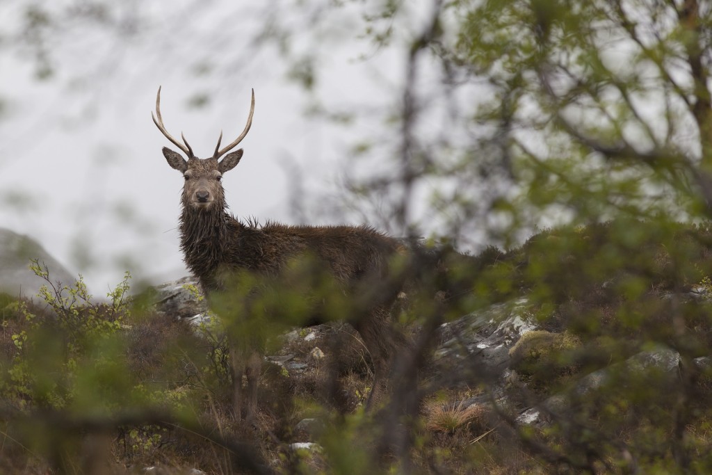 Rotwild Spießer Jagd Hirsch