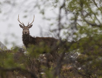 Jagd auf Rotwild im Januar – Physiologischer Klimawandel?