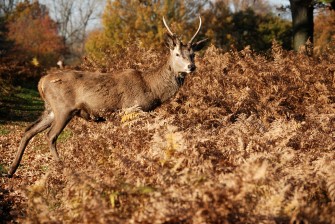 Stangenlänge als Veranlagung – Geweihentwicklung beim Rotwild