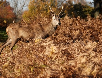 Stangenlänge als Veranlagung – Geweihentwicklung beim Rotwild