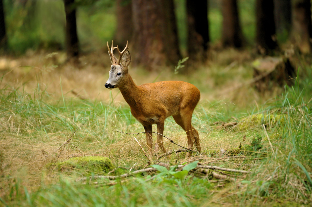 Rehbock im Wald© Silvio Heidler Blattzeit Jagd Jagen jägermagazin