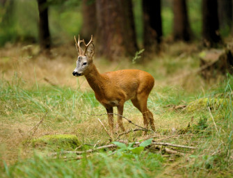 Blattzeit – Die besten Tipps für eine erfolgreiche Bockjagd im Wald