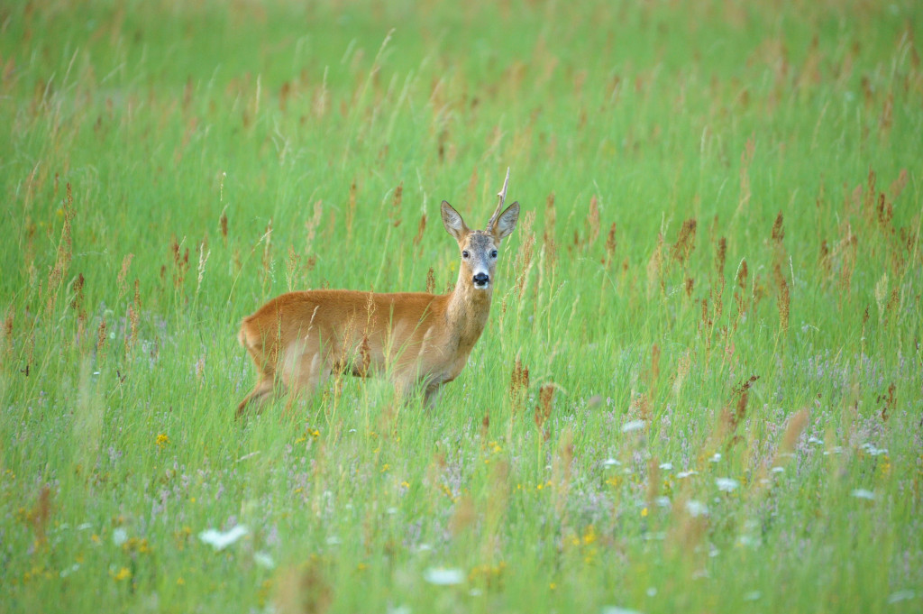 Rehbock mit einer Stange jaegermagazin blattzeit rehbock ricke blatten jagd Silvio Heidler