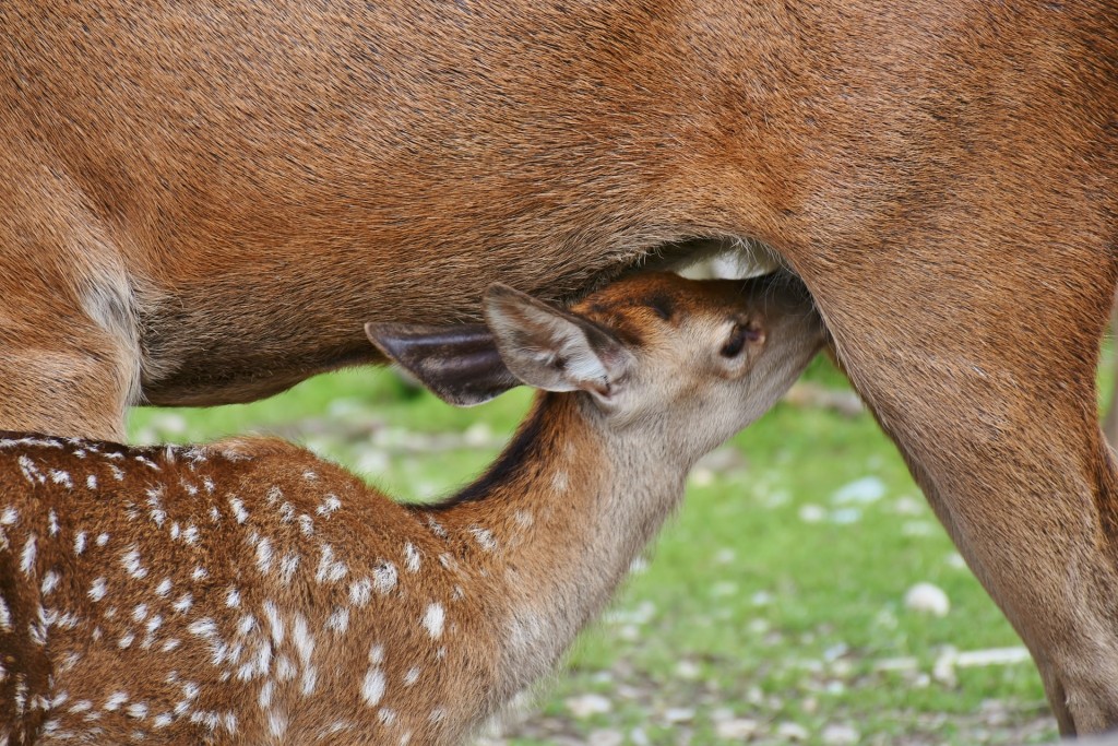 Rotwild Spießer Jagd Hirsch