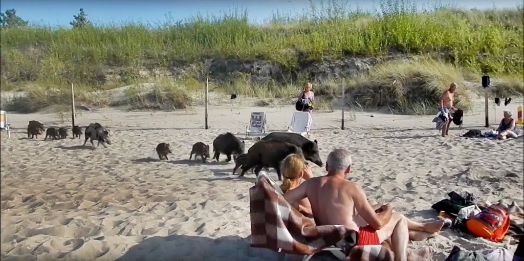 screenshot youtube jaegermagazin rotwild schwarzwild strand ostsee