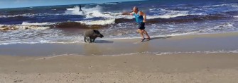 Aggressives Schwarzwild und ein schwimmender Rothirsch am Ostseestrand