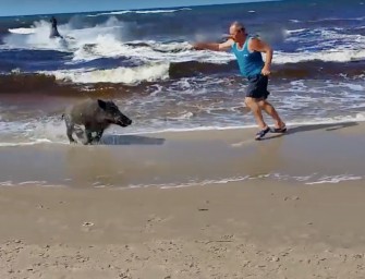 Aggressives Schwarzwild und ein schwimmender Rothirsch am Ostseestrand