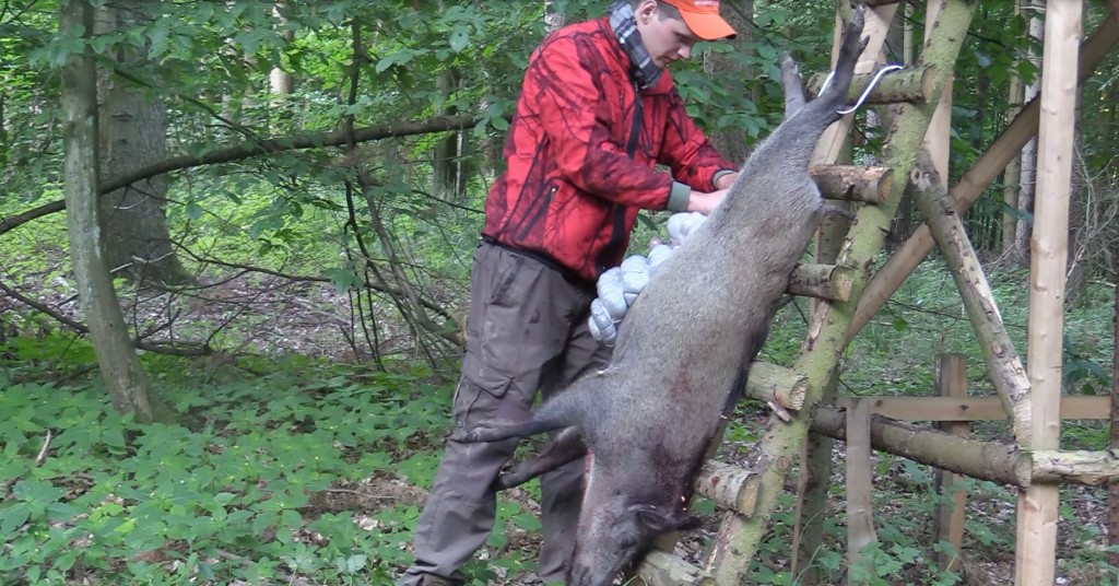 jaegermagazin weizenschweine wilddiebe 2016 juli sauen keiler überläufer Reilmann