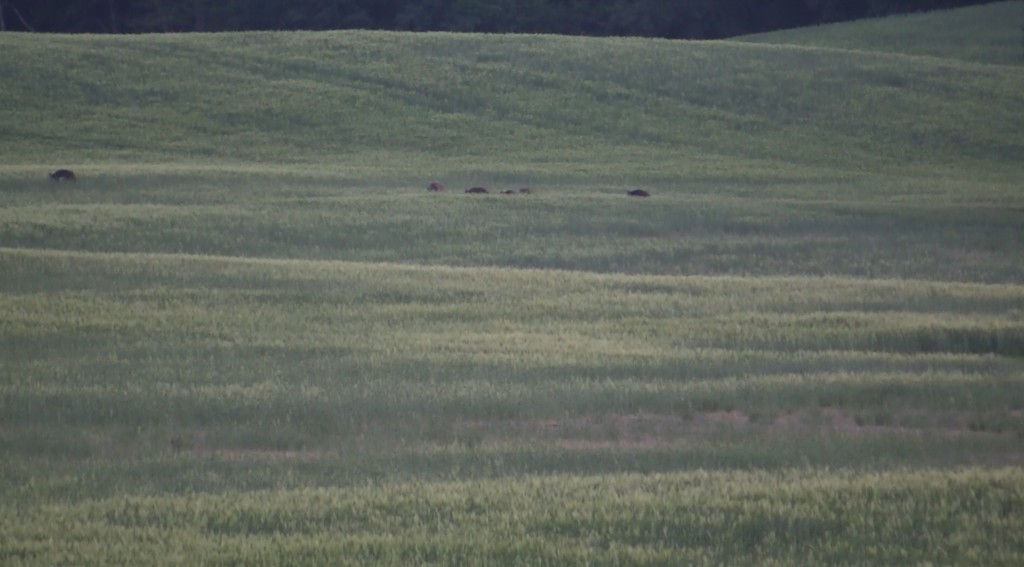 jaegermagazin weizenschweine wilddiebe 2016 juli sauen keiler überläufer Reilmann