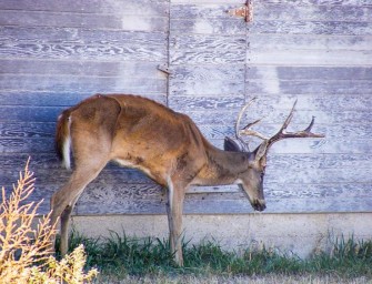 Jäger in der Pflicht – Norwegischer Chronic Wasting Disease-Aktionsplan
