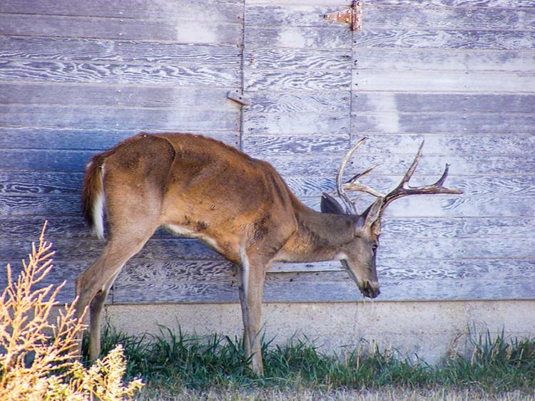 https://www.jaegermagazin.de/content/uploads/2016/08/17-cwd-mike-hopper-kansas-dept.-of-wildlife-parks-and-tourismcmyk_0.jpg