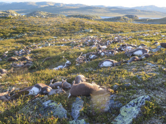 Verstörende Bilder – Blitz tötet 323 Rentiere in Norwegen