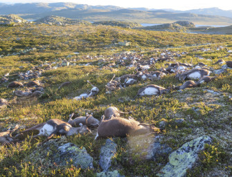 Verstörende Bilder – Blitz tötet 323 Rentiere in Norwegen