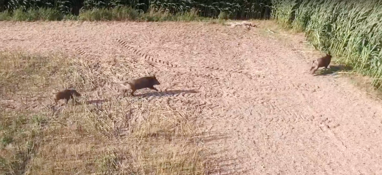 jaegermagazin drohnen jagd kitz kitzrettung ernte weizen raps drohne