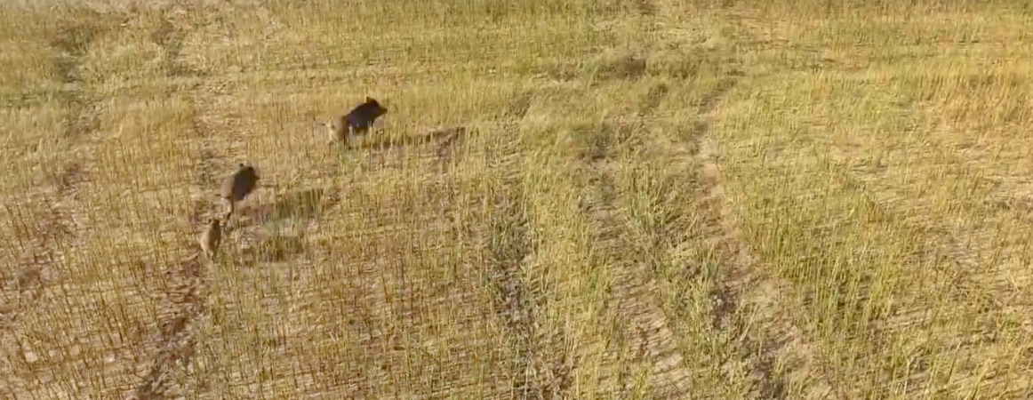 jaegermagazin drohnen jagd kitz kitzrettung ernte weizen raps drohne