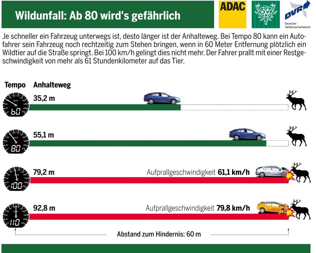 Wildunfall - So reagieren Sie richtig bei der Kollision mit Wild