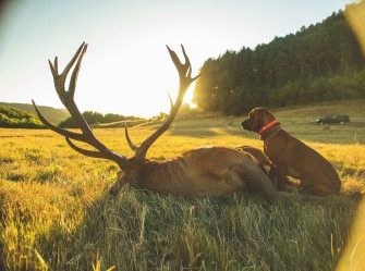 Rothirschjagd in Chile