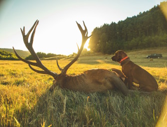 Rothirschjagd in Chile