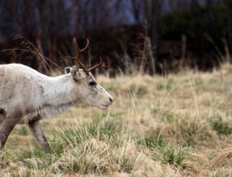 DJV gibt Tipps zum Umgang mit CWD (Chronische Auszehrkrankheit)