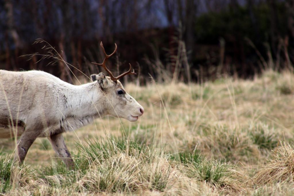 Chronische Auszehrkrankheit chronic wasting disease Chronische Auszehrkrankheit chronic wasting disease