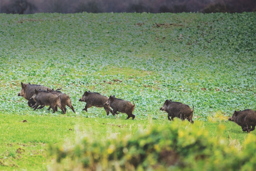 Schwarzwild Jagd jagen Bache Keiler Frischling Rotte.