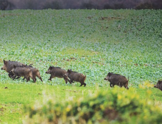 Jagdstrecke 2016/2017 – Jäger erlegen 589.417 Sauen