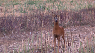 Die Wilddiebe – Blattzeit Highlights 2016