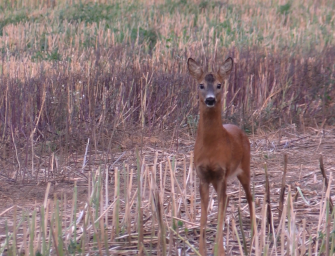 Die Wilddiebe – Blattzeit Highlights 2016