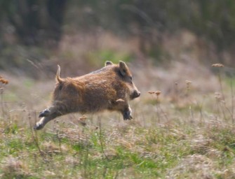 DJV warnt vor Ausbreitung der Afrikanischen Schweinepest