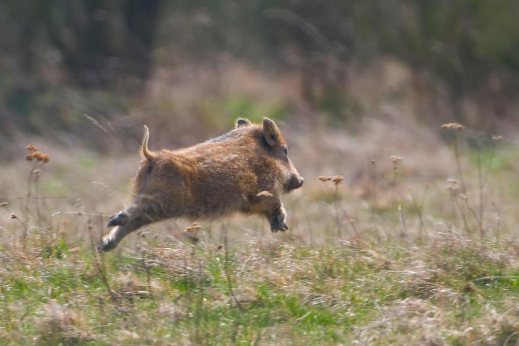 Wildschwein afrikanische Schweinepest
