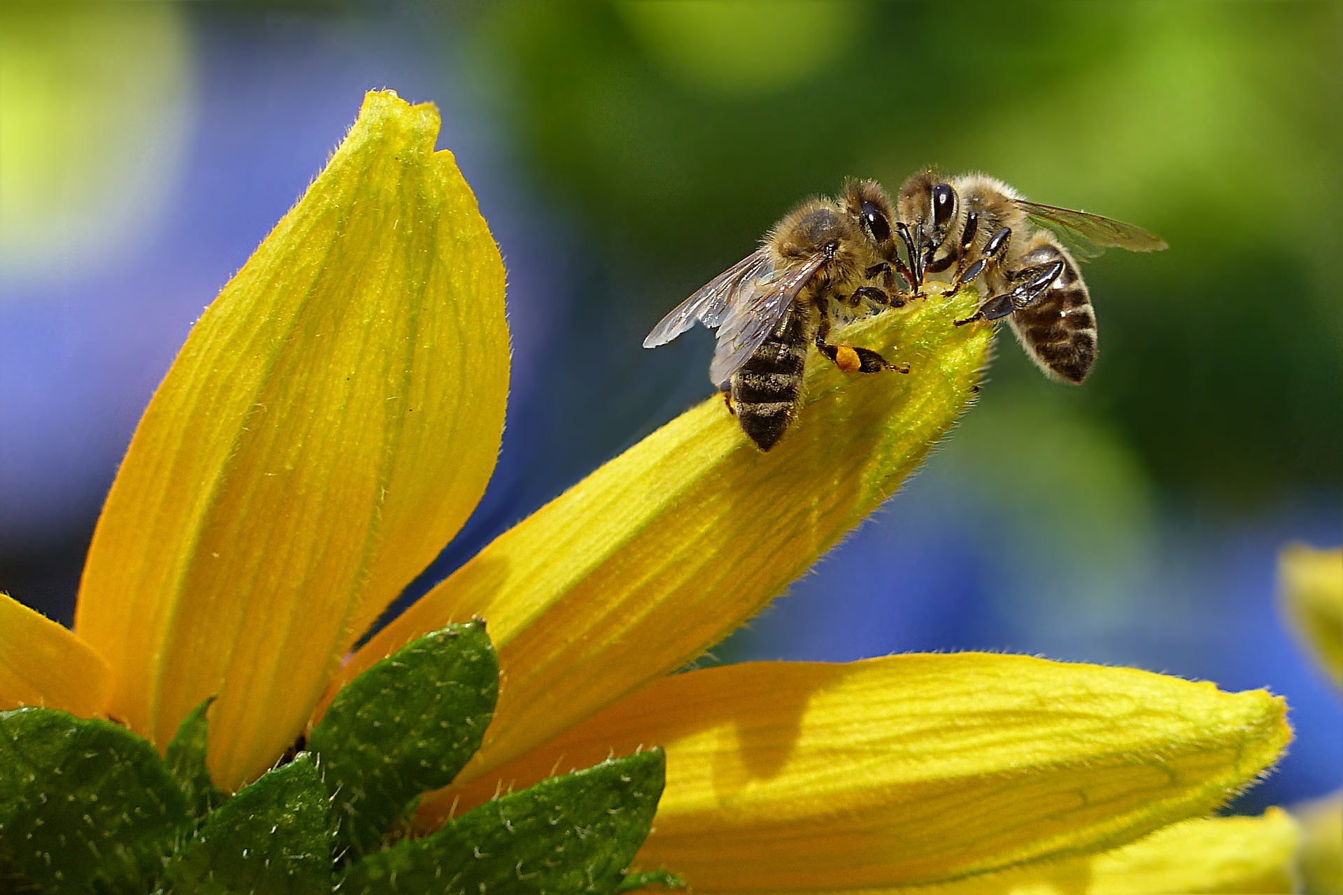 ￼Insektizide werden eigentlich nicht gegen Nützlinge wie die Honigbiene eingesetzt, trotzdem leiden sie unter dem Einsatz.