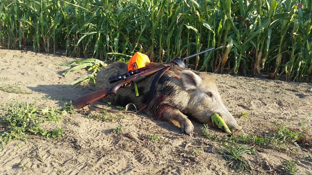 Ca 60 Kilo hatte der Überläuferkeiler. Wilddiebe Jaegermagazin jagd Sauen