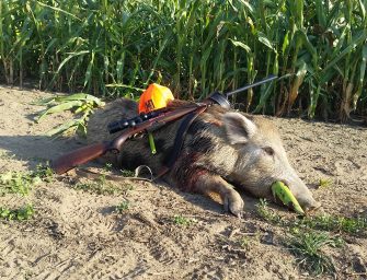 Die Wilddiebe – Maisjagd und Ansitz mit Freunden