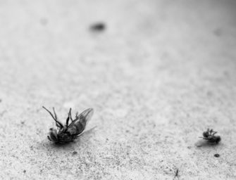 Insektensterben – Unbeachteter Schwund