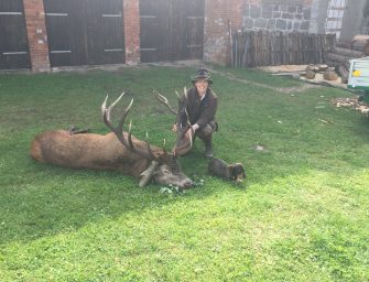 Der Lebenshirsch im eigenen Revier