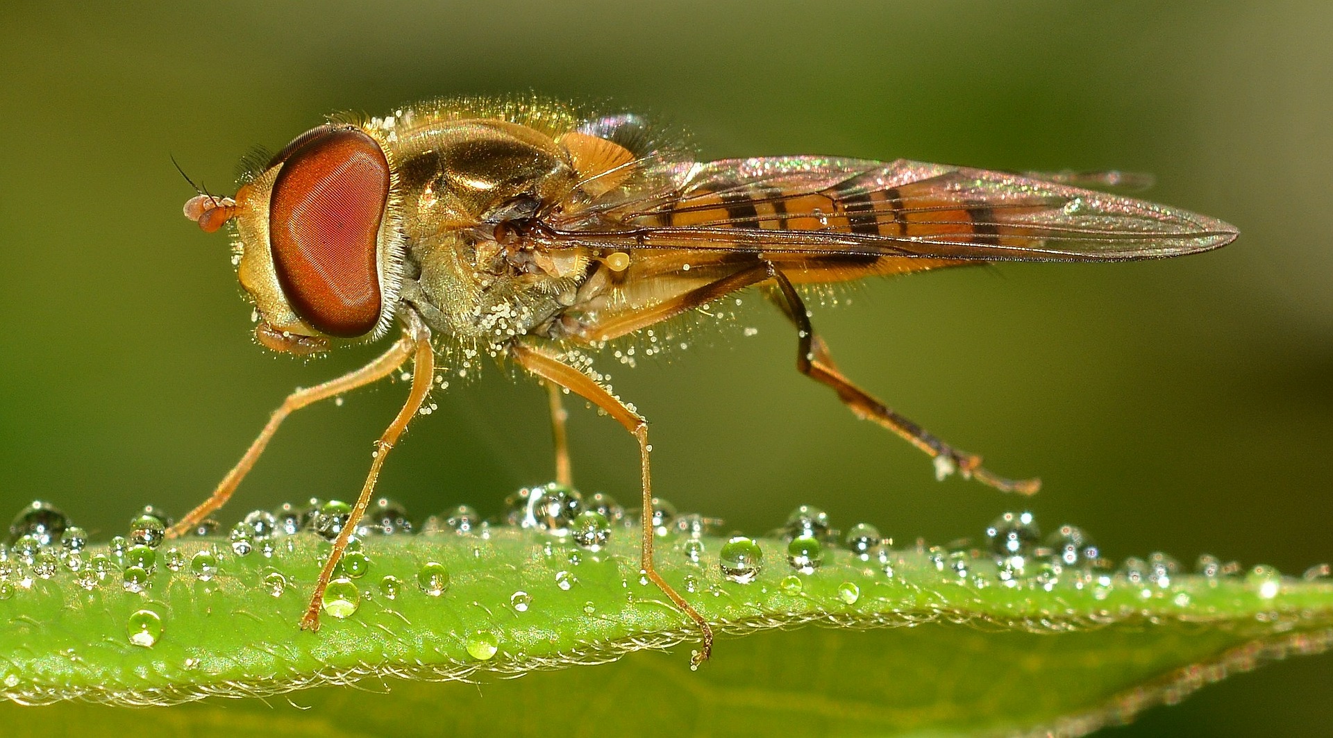 Insektensterben