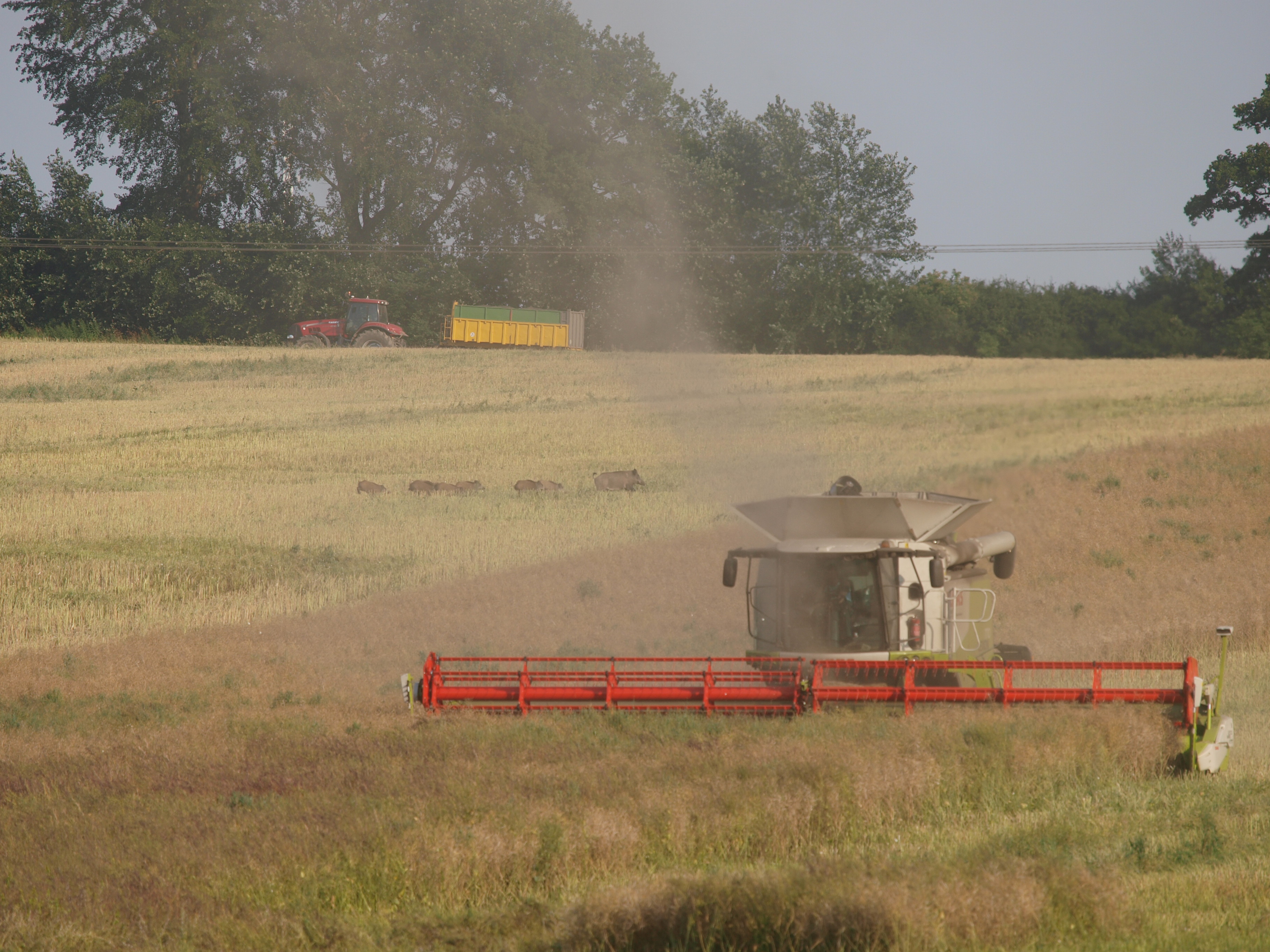 DJV-Tipps zur Sicherheit bei der Erntejagd