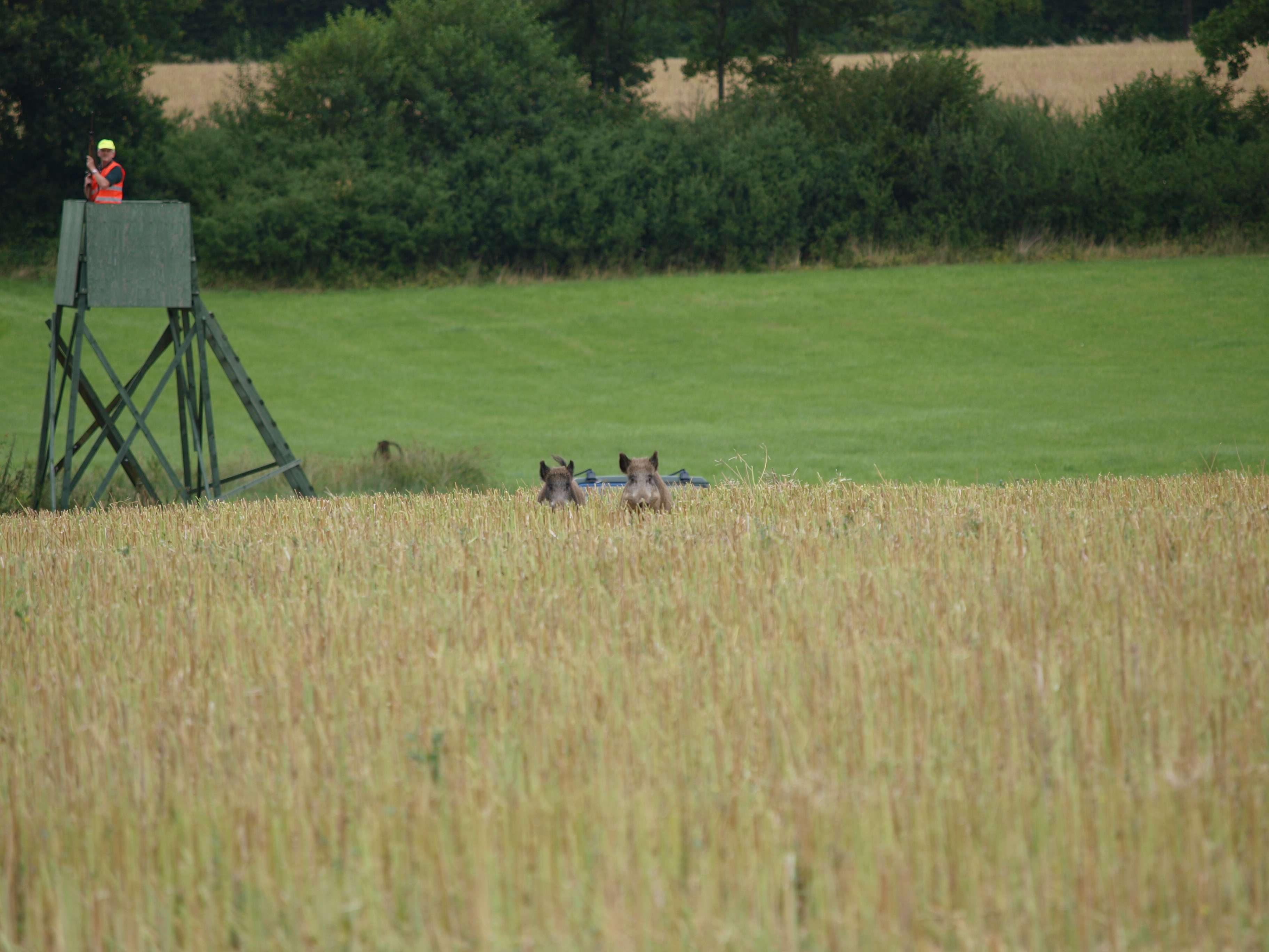 ASP Afrikanische Schweinepest DJV-Tipps zur Sicherheit bei der Erntejagd