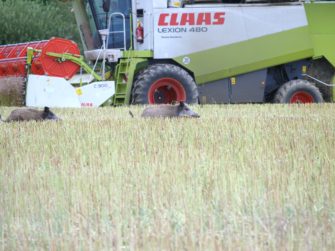 Schleswig-Holstein präsentiert Maßnahmen gegen die ASP