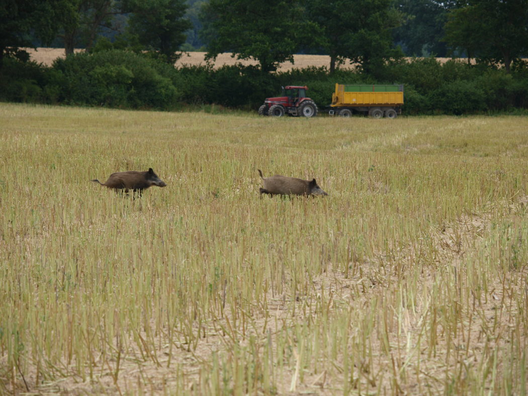 DJV-Tipps zur Sicherheit bei der Erntejagd