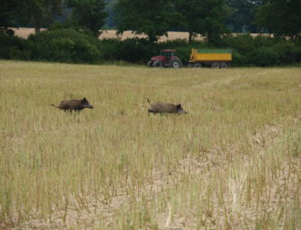 Fall von Aujeszky in Schleswig-Holstein