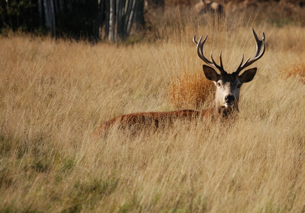 Trophäe Hirsch Rothirsch Rotwild Geweih Entwicklung Wildbiologie Jägermagazin Geweihentwicklung beim Rotwild